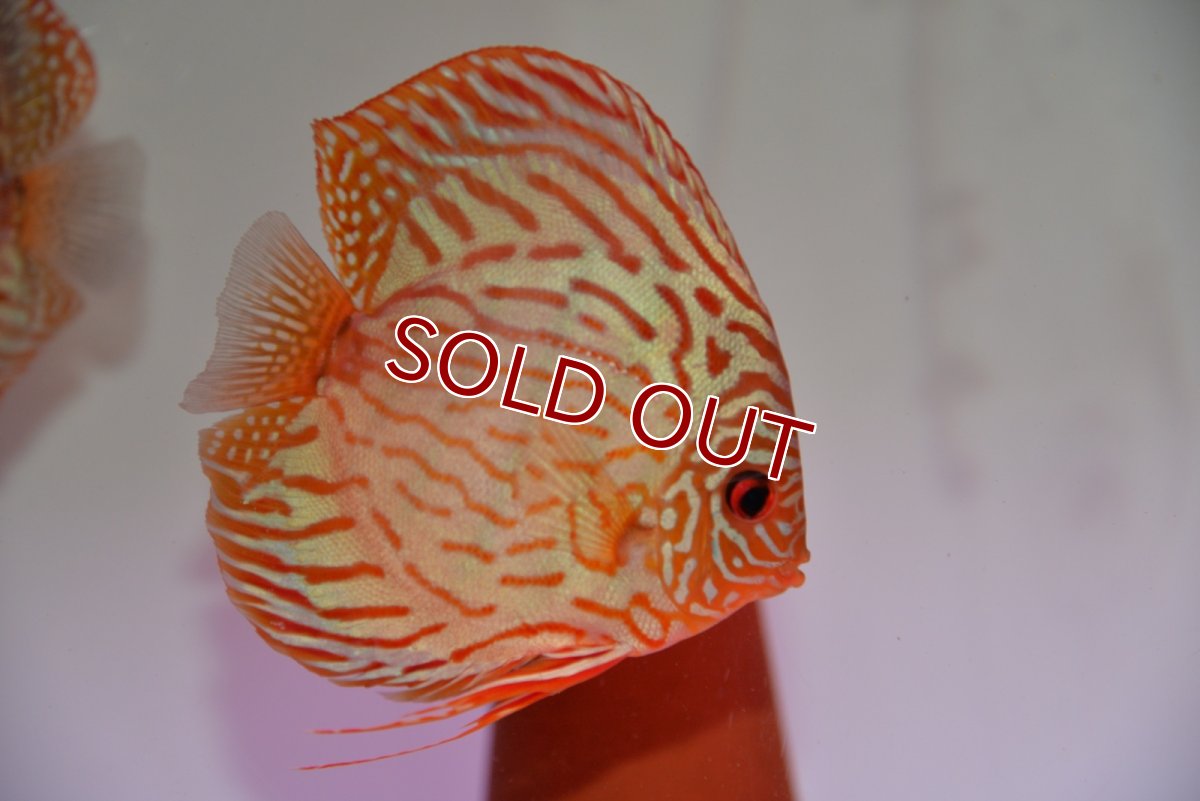 画像4: 【ディスカス】【通販】【国産ブリード】ワイルドトロンべタスロイヤル♂×ソリッドブルーターコイズ♀【個体ペア販売】13-14cm（生体）国産ディスカス (4)