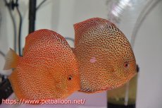 画像1: 【ディスカス】【通販】サクラキングコブラエラプション　スーパーファインスポット【個体ペア販売】16-17cm（生体）マレーシア　KLディスカスファーム (1)
