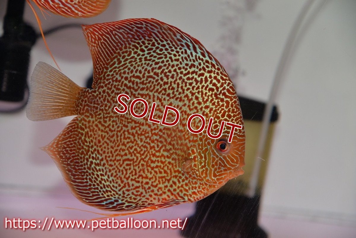 画像2: 【ディスカス】【通販】サクラキングコブラエラプション　スーパーファインスポット【個体ペア販売】16-17cm（生体）マレーシア　KLディスカスファーム (2)