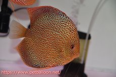 画像2: 【ディスカス】【通販】サクラキングコブラエラプション　スーパーファインスポット【個体ペア販売】16-17cm（生体）マレーシア　KLディスカスファーム (2)