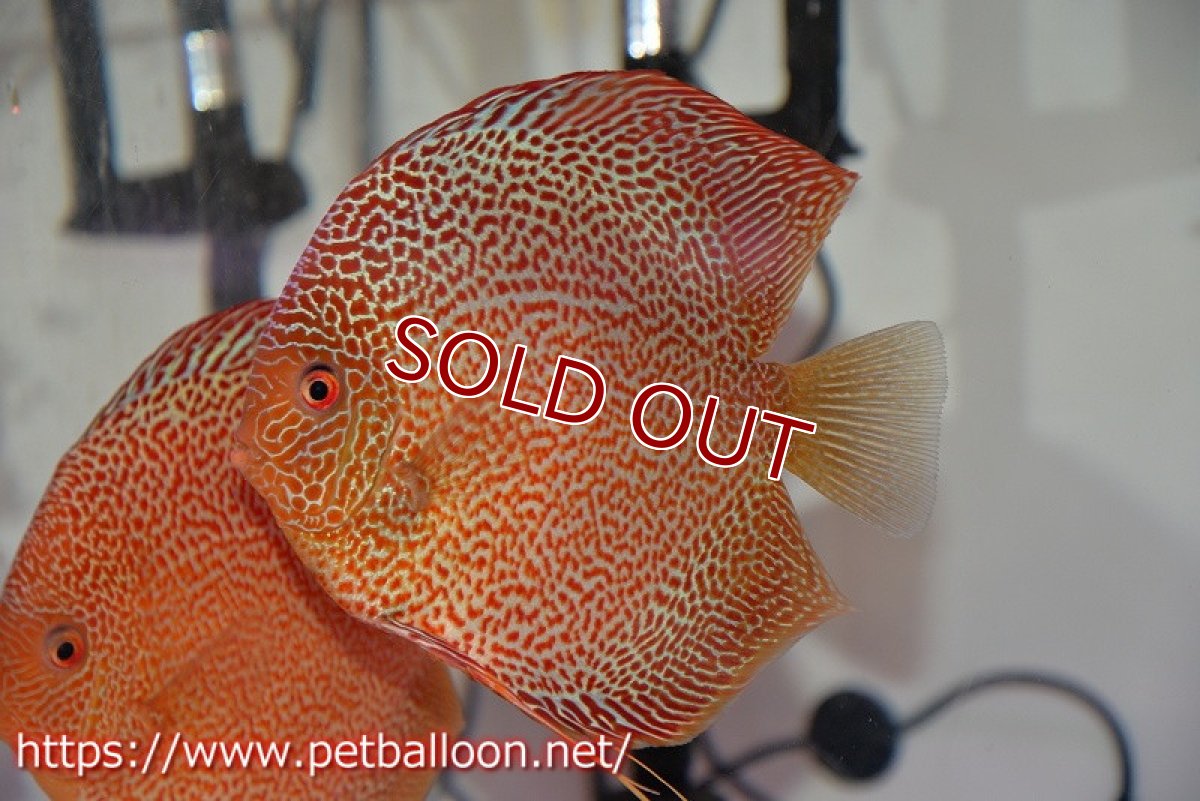 画像3: 【ディスカス】【通販】サクラキングコブラエラプション　スーパーファインスポット【個体ペア販売】16-17cm（生体）マレーシア　KLディスカスファーム (3)