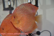 画像3: 【ディスカス】【通販】サクラキングコブラエラプション　スーパーファインスポット【個体ペア販売】16-17cm（生体）マレーシア　KLディスカスファーム (3)