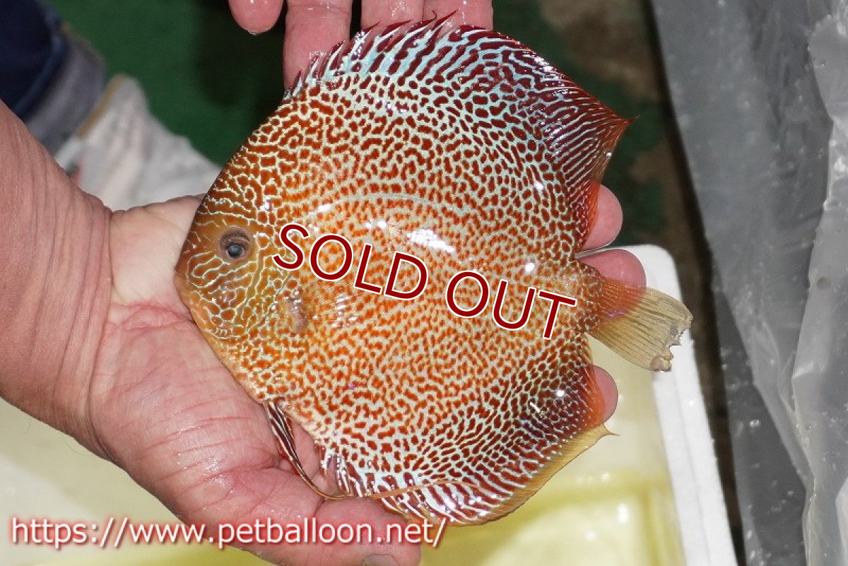 画像4: 【ディスカス】【通販】サクラキングコブラエラプション　スーパーファインスポット【個体ペア販売】16-17cm（生体）マレーシア　KLディスカスファーム (4)