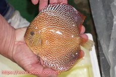 画像4: 【ディスカス】【通販】サクラキングコブラエラプション　スーパーファインスポット【個体ペア販売】16-17cm（生体）マレーシア　KLディスカスファーム (4)