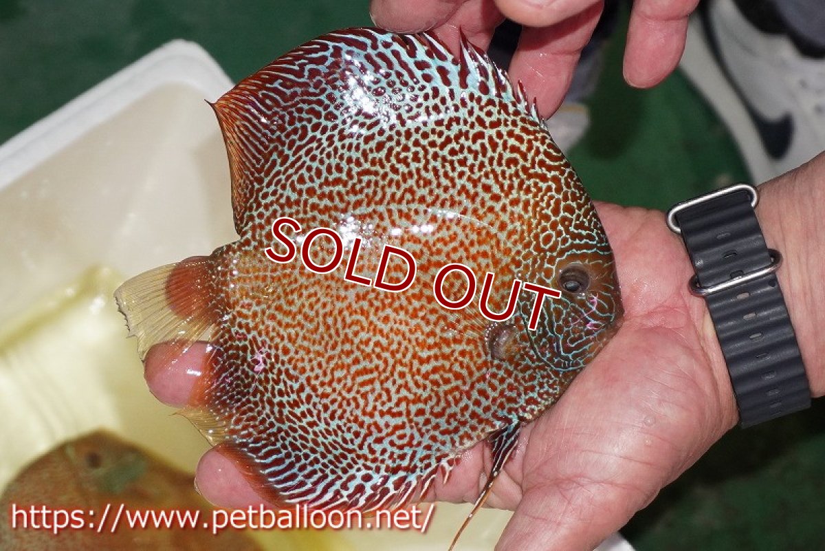 画像5: 【ディスカス】【通販】サクラキングコブラエラプション　スーパーファインスポット【個体ペア販売】16-17cm（生体）マレーシア　KLディスカスファーム (5)