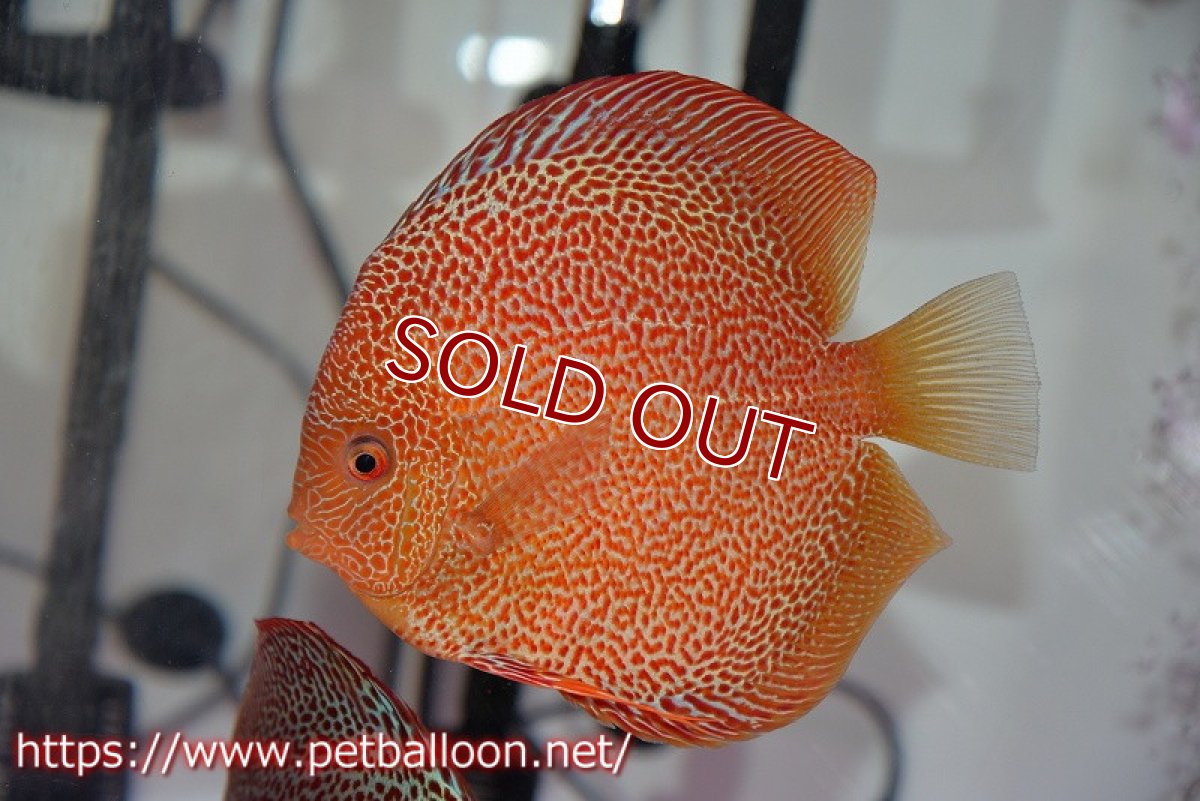 画像6: 【ディスカス】【通販】サクラキングコブラエラプション　スーパーファインスポット【個体ペア販売】16-17cm（生体）マレーシア　KLディスカスファーム (6)