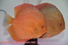 画像7: 【ディスカス】【通販】サクラキングコブラエラプション　スーパーファインスポット【個体ペア販売】16-17cm（生体）マレーシア　KLディスカスファーム (7)
