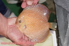 画像8: 【ディスカス】【通販】サクラキングコブラエラプション　スーパーファインスポット【個体ペア販売】16-17cm（生体）マレーシア　KLディスカスファーム (8)