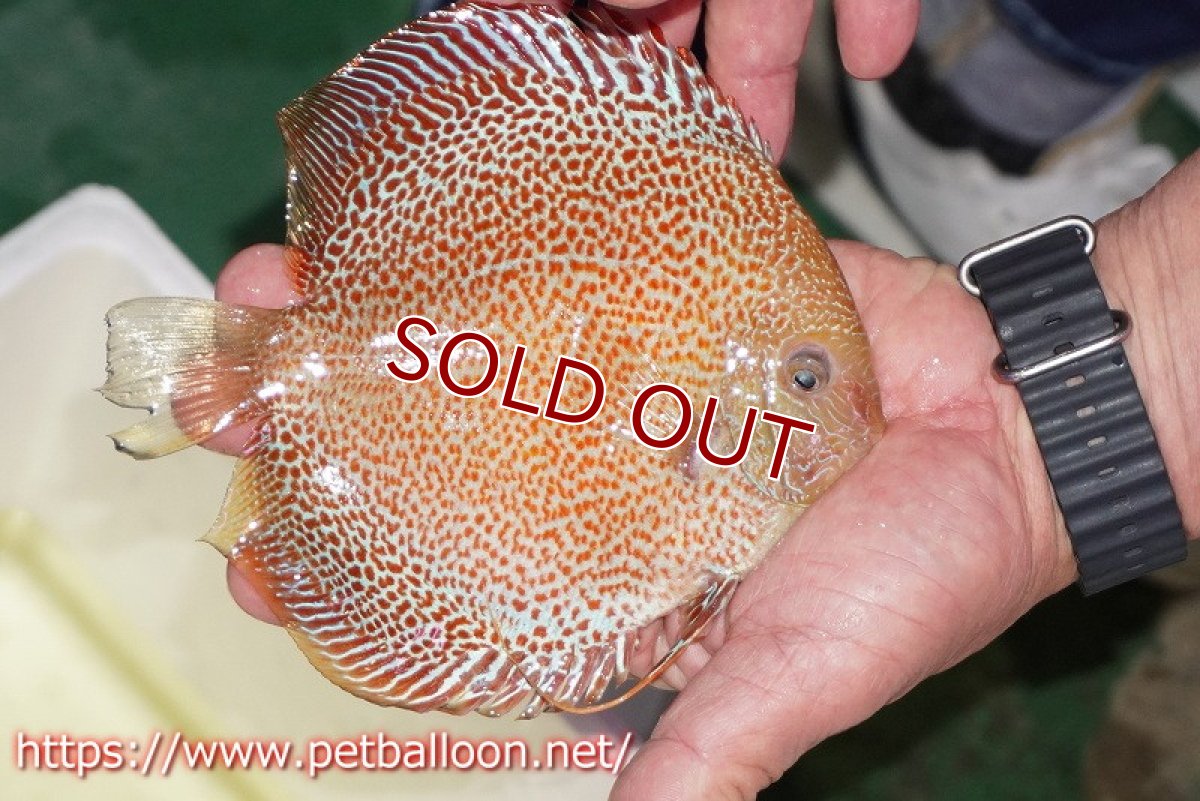 画像9: 【ディスカス】【通販】サクラキングコブラエラプション　スーパーファインスポット【個体ペア販売】16-17cm（生体）マレーシア　KLディスカスファーム (9)