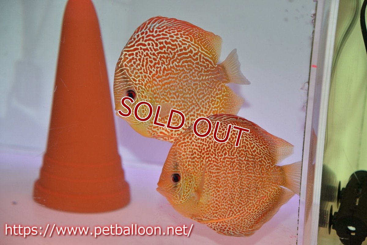 画像1: 【ディスカス】【通販】サクラゴールデンアナコンダ　ハイフォーム【個体ペア販売】16cm（生体）マレーシア　KLディスカスファーム (1)