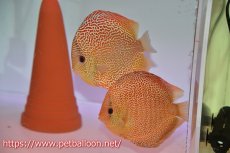 画像1: 【ディスカス】【通販】サクラゴールデンアナコンダ　ハイフォーム【個体ペア販売】16cm（生体）マレーシア　KLディスカスファーム (1)