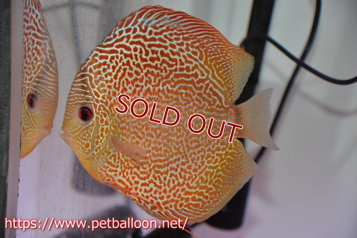 画像2: 【ディスカス】【通販】サクラゴールデンアナコンダ　ハイフォーム【個体ペア販売】16cm（生体）マレーシア　KLディスカスファーム (2)