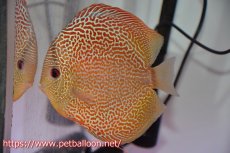 画像2: 【ディスカス】【通販】サクラゴールデンアナコンダ　ハイフォーム【個体ペア販売】16cm（生体）マレーシア　KLディスカスファーム (2)