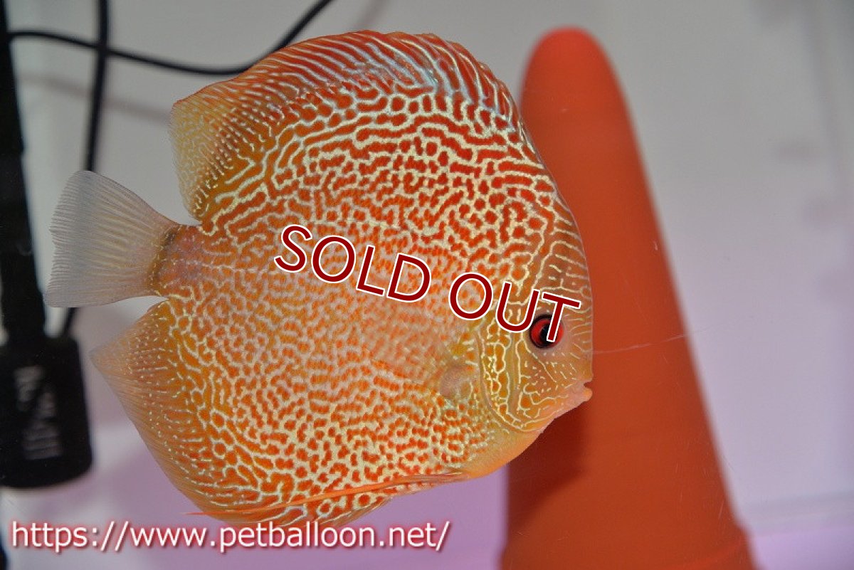 画像3: 【ディスカス】【通販】サクラゴールデンアナコンダ　ハイフォーム【個体ペア販売】16cm（生体）マレーシア　KLディスカスファーム (3)