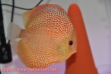 画像3: 【ディスカス】【通販】サクラゴールデンアナコンダ　ハイフォーム【個体ペア販売】16cm（生体）マレーシア　KLディスカスファーム (3)