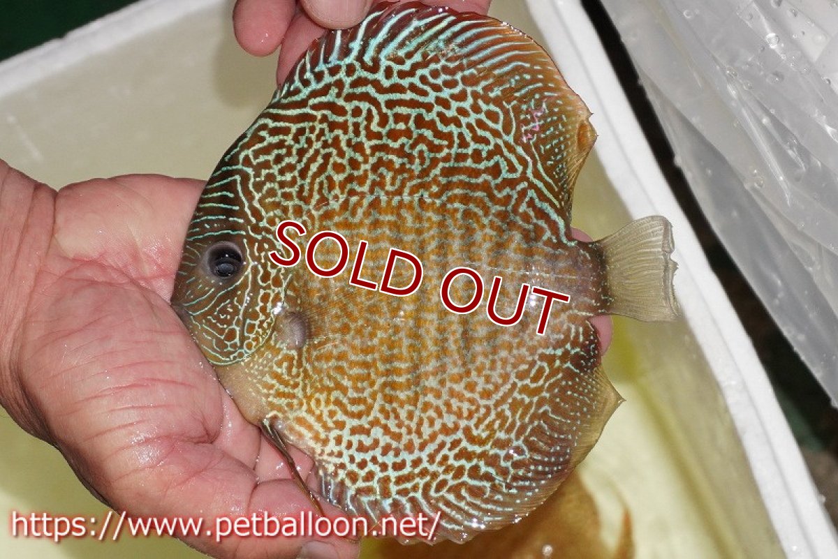 画像4: 【ディスカス】【通販】サクラゴールデンアナコンダ　ハイフォーム【個体ペア販売】16cm（生体）マレーシア　KLディスカスファーム (4)