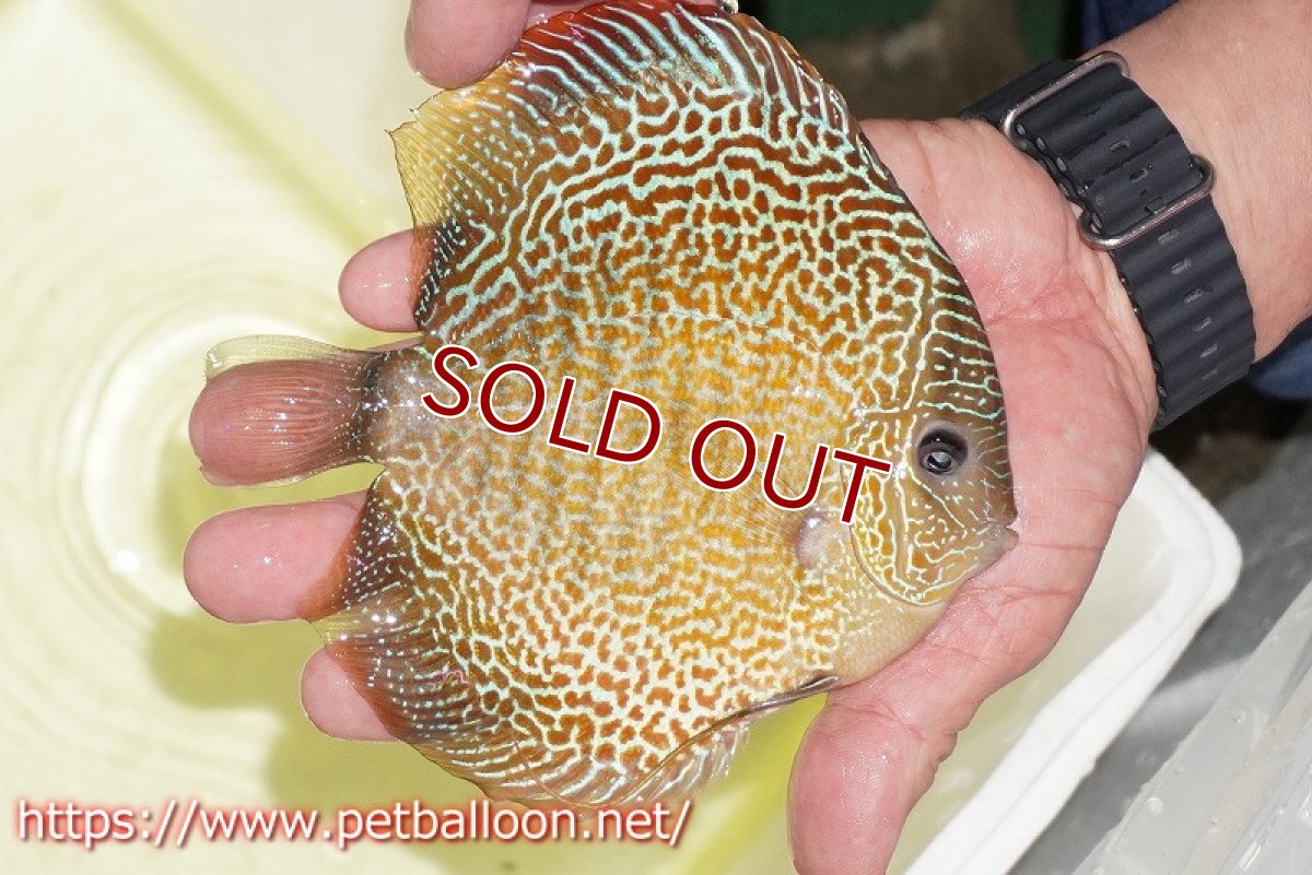 画像5: 【ディスカス】【通販】サクラゴールデンアナコンダ　ハイフォーム【個体ペア販売】16cm（生体）マレーシア　KLディスカスファーム (5)