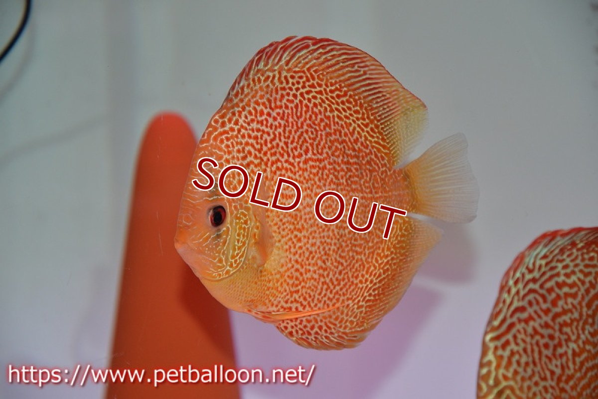 画像6: 【ディスカス】【通販】サクラゴールデンアナコンダ　ハイフォーム【個体ペア販売】16cm（生体）マレーシア　KLディスカスファーム (6)