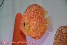 画像6: 【ディスカス】【通販】サクラゴールデンアナコンダ　ハイフォーム【個体ペア販売】16cm（生体）マレーシア　KLディスカスファーム (6)