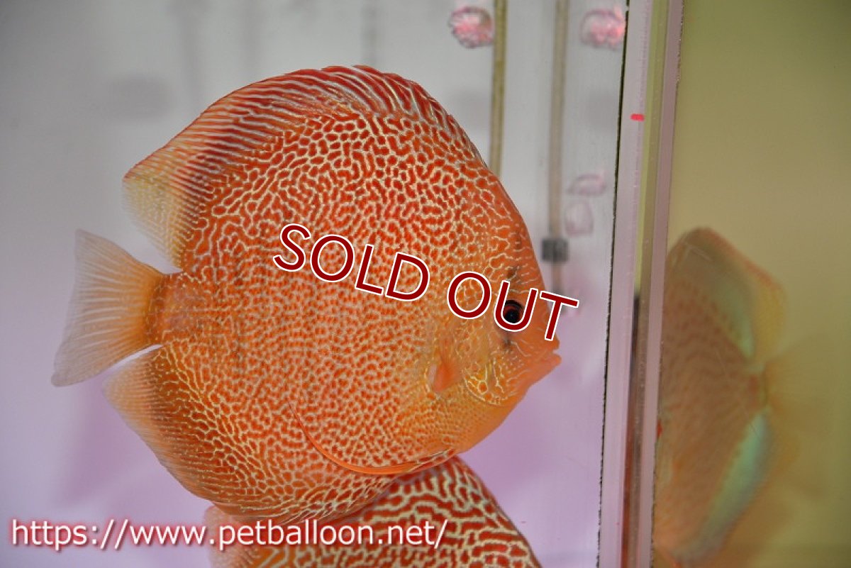 画像7: 【ディスカス】【通販】サクラゴールデンアナコンダ　ハイフォーム【個体ペア販売】16cm（生体）マレーシア　KLディスカスファーム (7)