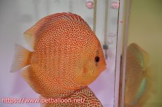 画像7: 【ディスカス】【通販】サクラゴールデンアナコンダ　ハイフォーム【個体ペア販売】16cm（生体）マレーシア　KLディスカスファーム (7)