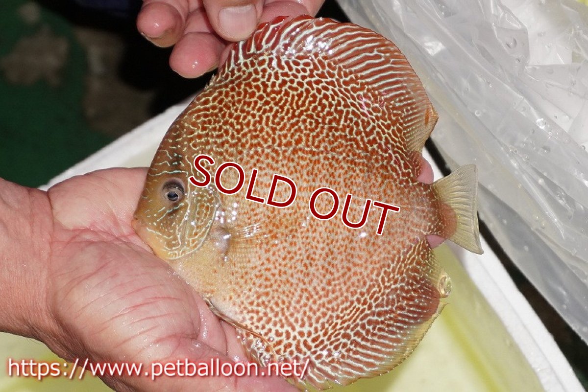 画像8: 【ディスカス】【通販】サクラゴールデンアナコンダ　ハイフォーム【個体ペア販売】16cm（生体）マレーシア　KLディスカスファーム (8)