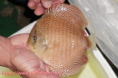 画像8: 【ディスカス】【通販】サクラゴールデンアナコンダ　ハイフォーム【個体ペア販売】16cm（生体）マレーシア　KLディスカスファーム (8)