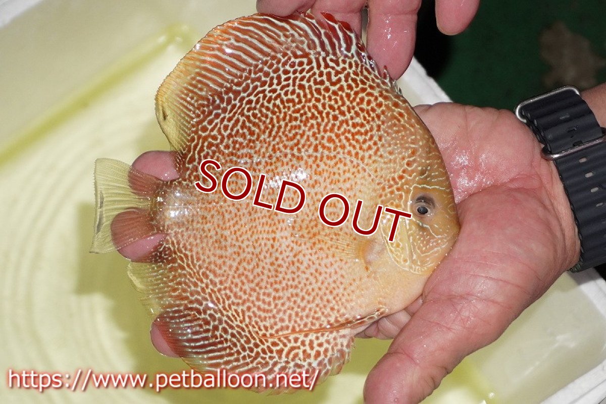 画像9: 【ディスカス】【通販】サクラゴールデンアナコンダ　ハイフォーム【個体ペア販売】16cm（生体）マレーシア　KLディスカスファーム (9)