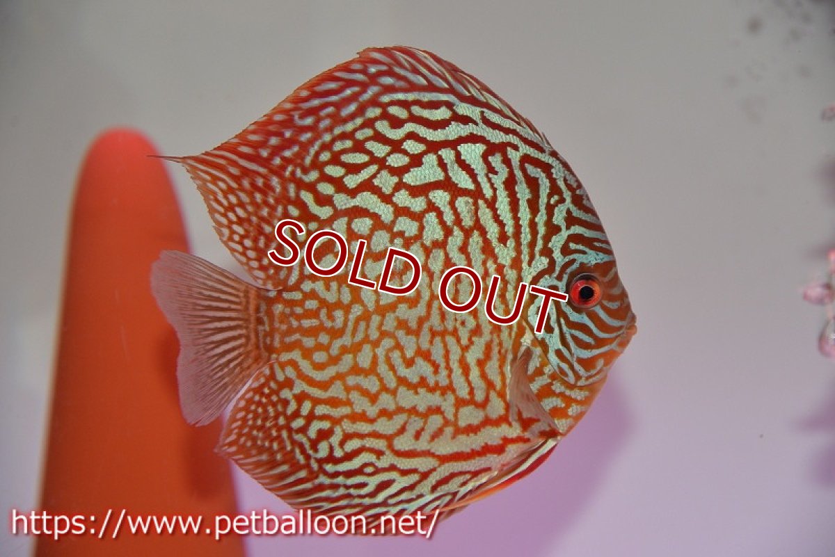 画像2: 【ディスカス】【通販】【激レアコンテストクラス】スターライトギャラクシーハイフォーム（Show grede）【個体ペア販売】15-16cm（生体）マレーシア　NAディスカスファーム (2)