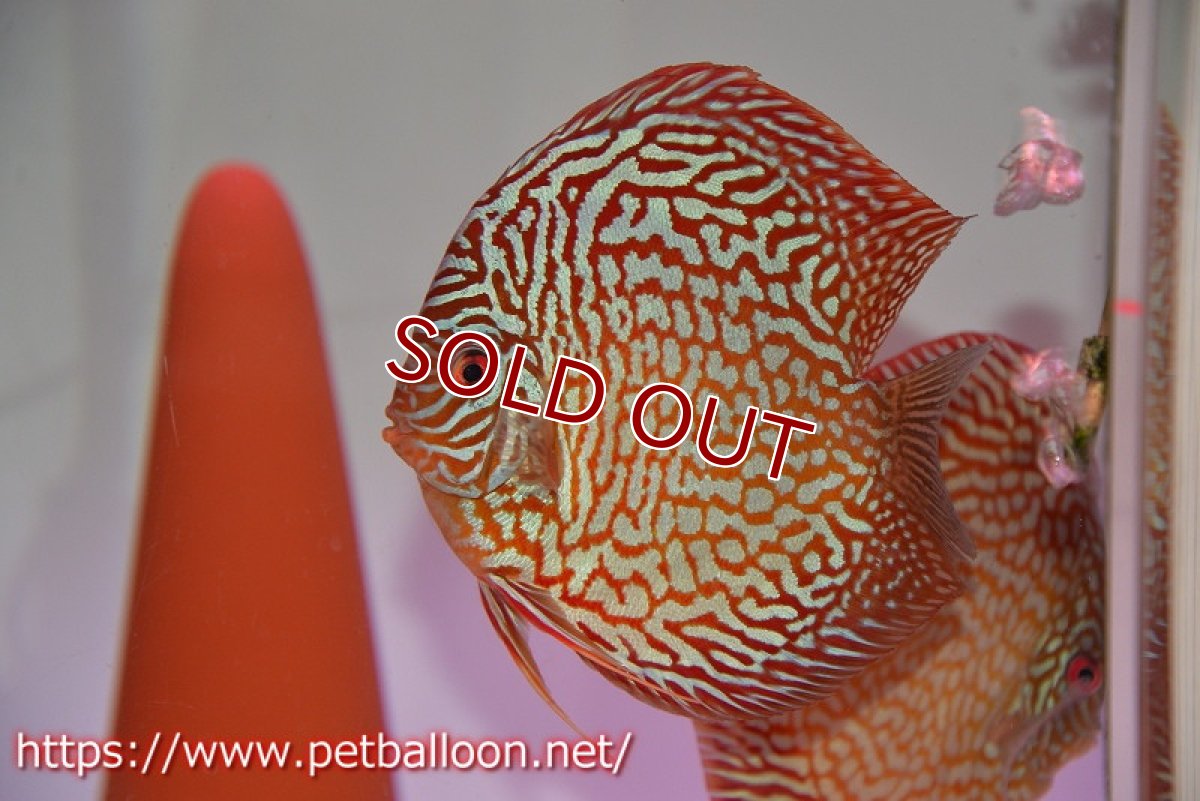 画像3: 【ディスカス】【通販】【激レアコンテストクラス】スターライトギャラクシーハイフォーム（Show grede）【個体ペア販売】15-16cm（生体）マレーシア　NAディスカスファーム (3)