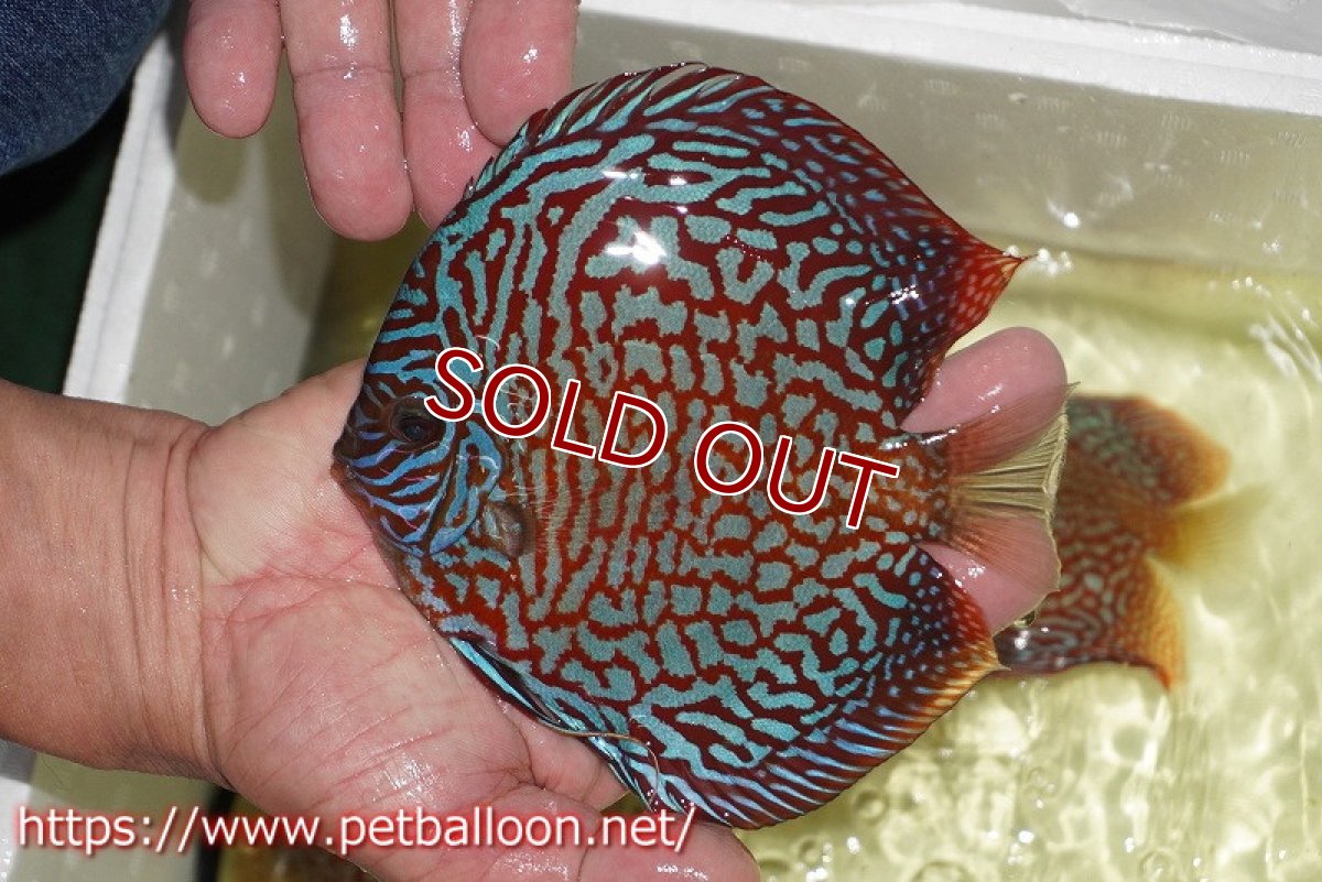 画像4: 【ディスカス】【通販】【激レアコンテストクラス】スターライトギャラクシーハイフォーム（Show grede）【個体ペア販売】15-16cm（生体）マレーシア　NAディスカスファーム (4)