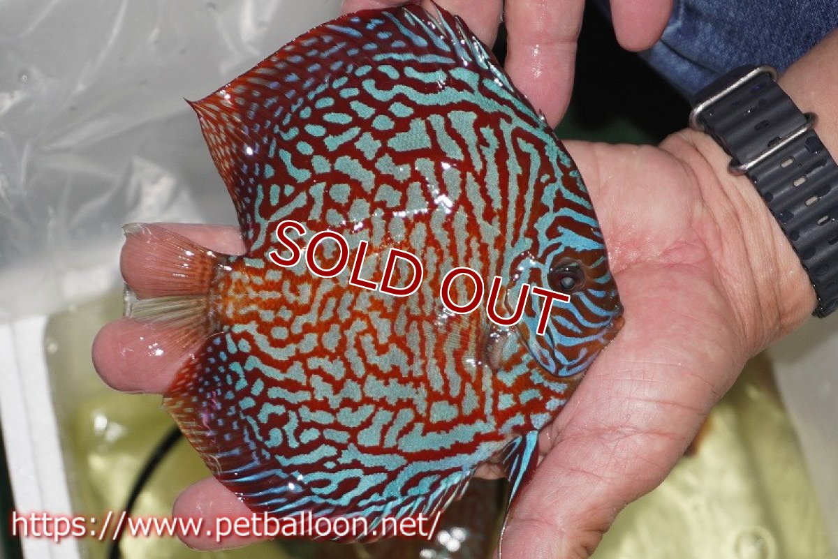 画像5: 【ディスカス】【通販】【激レアコンテストクラス】スターライトギャラクシーハイフォーム（Show grede）【個体ペア販売】15-16cm（生体）マレーシア　NAディスカスファーム (5)