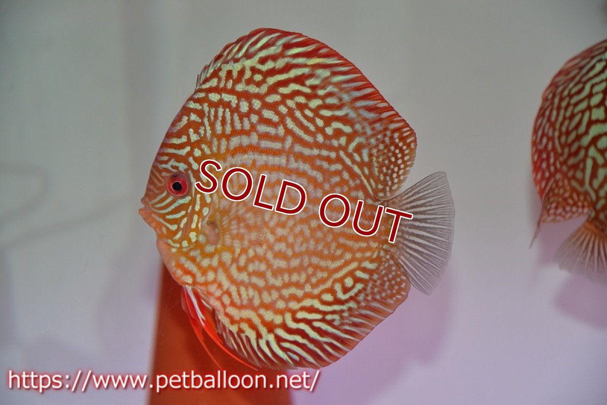 画像6: 【ディスカス】【通販】【激レアコンテストクラス】スターライトギャラクシーハイフォーム（Show grede）【個体ペア販売】15-16cm（生体）マレーシア　NAディスカスファーム (6)