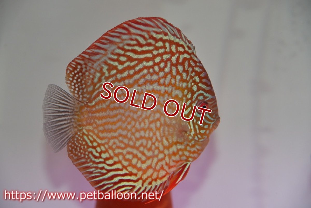 画像7: 【ディスカス】【通販】【激レアコンテストクラス】スターライトギャラクシーハイフォーム（Show grede）【個体ペア販売】15-16cm（生体）マレーシア　NAディスカスファーム (7)