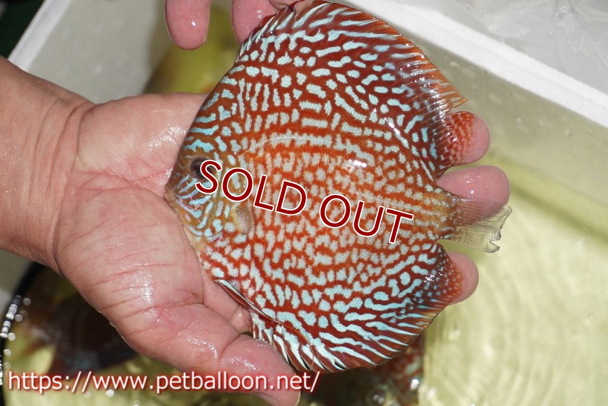画像8: 【ディスカス】【通販】【激レアコンテストクラス】スターライトギャラクシーハイフォーム（Show grede）【個体ペア販売】15-16cm（生体）マレーシア　NAディスカスファーム (8)