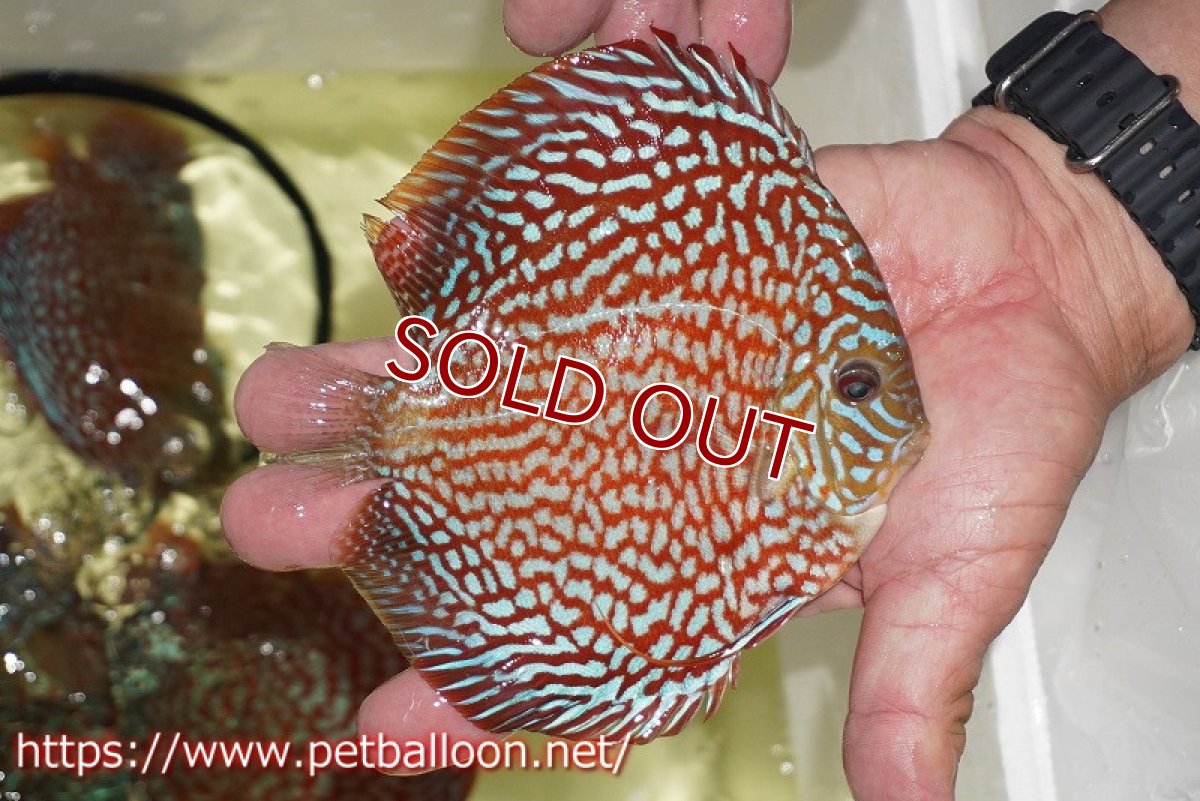 画像9: 【ディスカス】【通販】【激レアコンテストクラス】スターライトギャラクシーハイフォーム（Show grede）【個体ペア販売】15-16cm（生体）マレーシア　NAディスカスファーム (9)