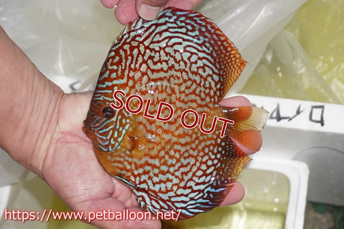 画像2: 【ディスカス】【通販】クリムゾンレッドギャラクシー スーパーハイフォーム（Show grade）【個体販売】16-17cm（生体）マレーシア　NAディスカスファーム (2)