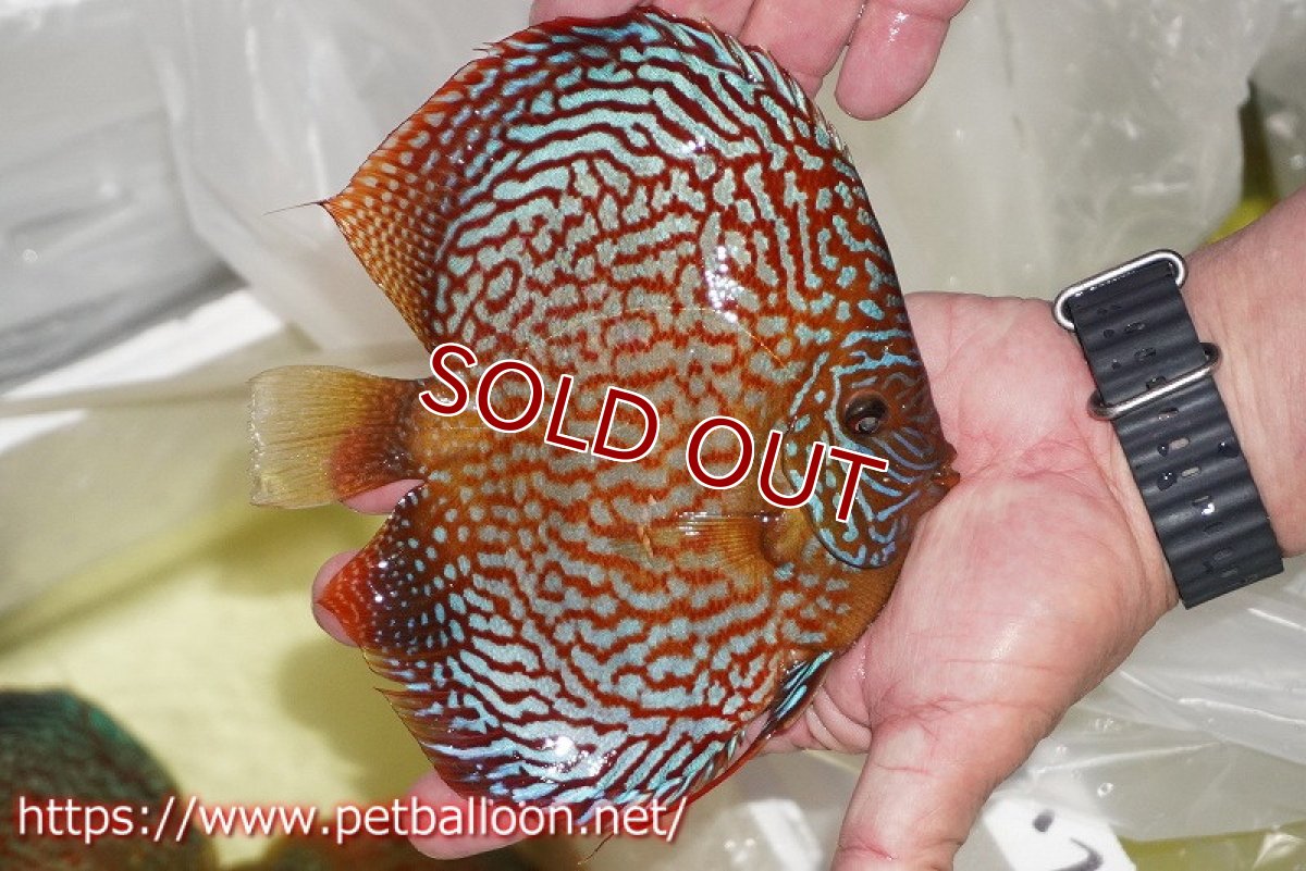 画像3: 【ディスカス】【通販】クリムゾンレッドギャラクシー スーパーハイフォーム（Show grade）【個体販売】16-17cm（生体）マレーシア　NAディスカスファーム (3)