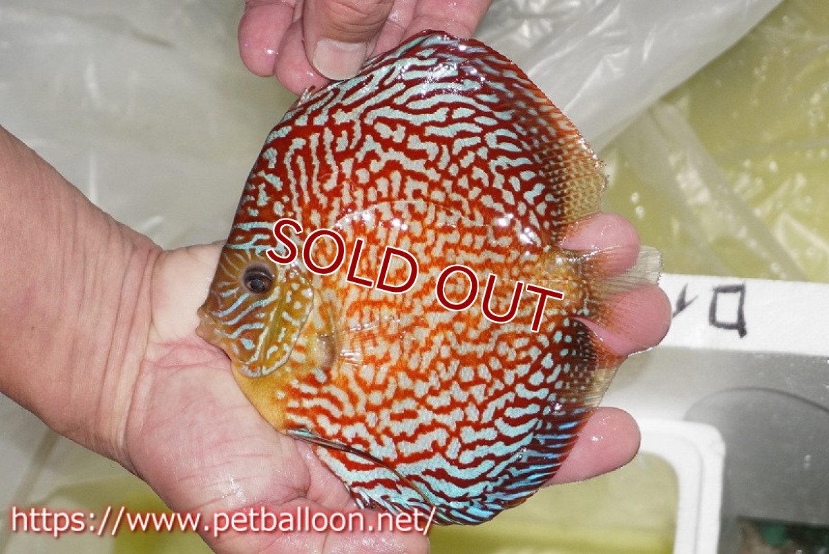 画像2: 【ディスカス】【通販】クリムゾンレッドギャラクシー スーパーハイフォーム（Show grade）【個体販売】16-17cm（生体）マレーシア　NAディスカスファーム (2)