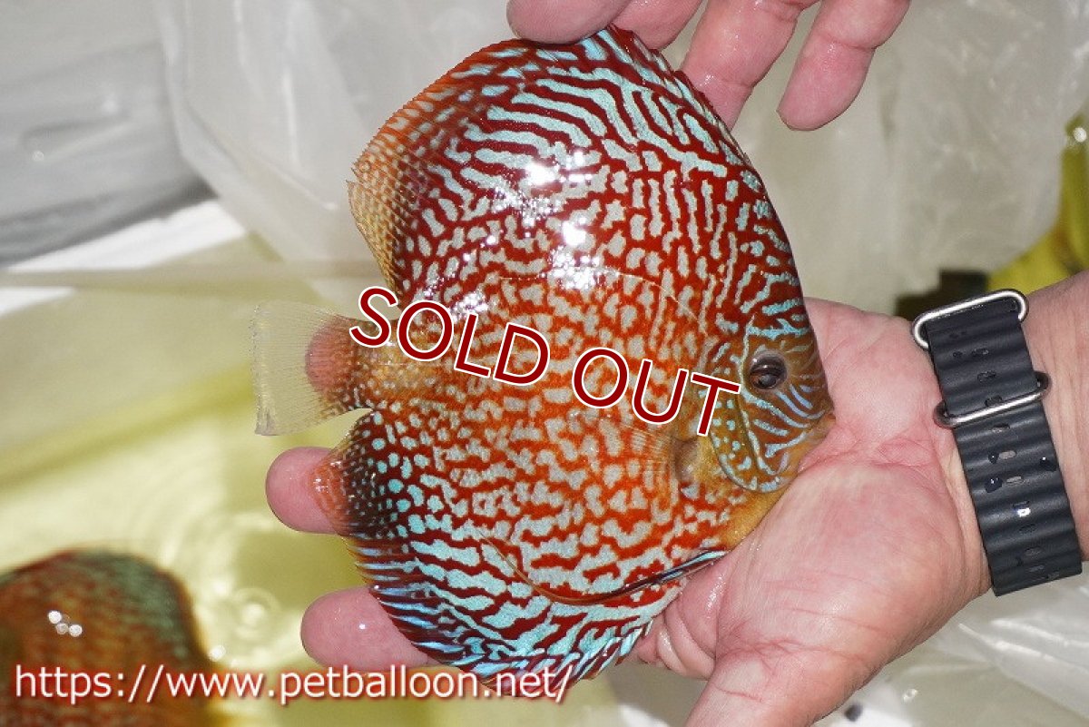 画像3: 【ディスカス】【通販】クリムゾンレッドギャラクシー スーパーハイフォーム（Show grade）【個体販売】16-17cm（生体）マレーシア　NAディスカスファーム (3)