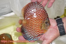 画像3: 【ディスカス】【通販】クリムゾンレッドギャラクシー スーパーハイフォーム（Show grade）【個体販売】16-17cm（生体）マレーシア　NAディスカスファーム (3)