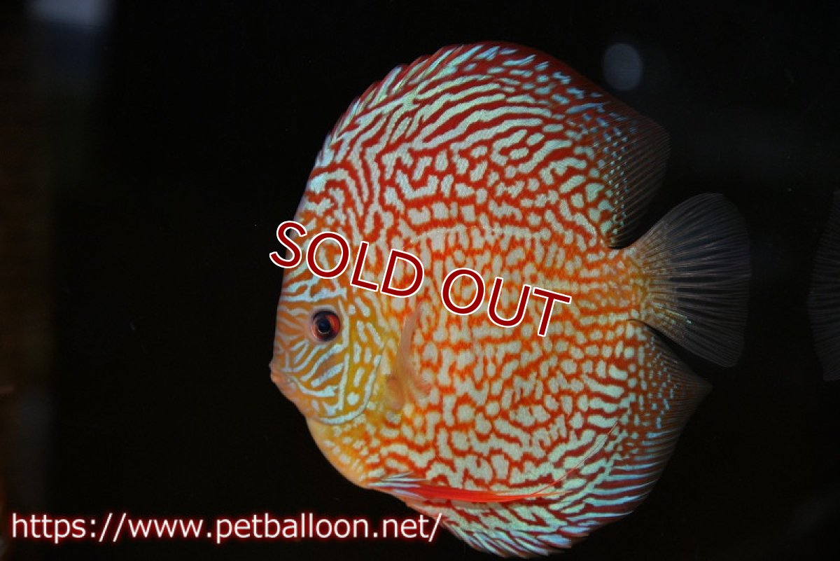 画像2: 【ディスカス】【通販】クリムゾンレッドギャラクシー スーパーハイフォーム（Show grade）【個体販売】16-17cm（生体）マレーシア　NAディスカスファーム (2)