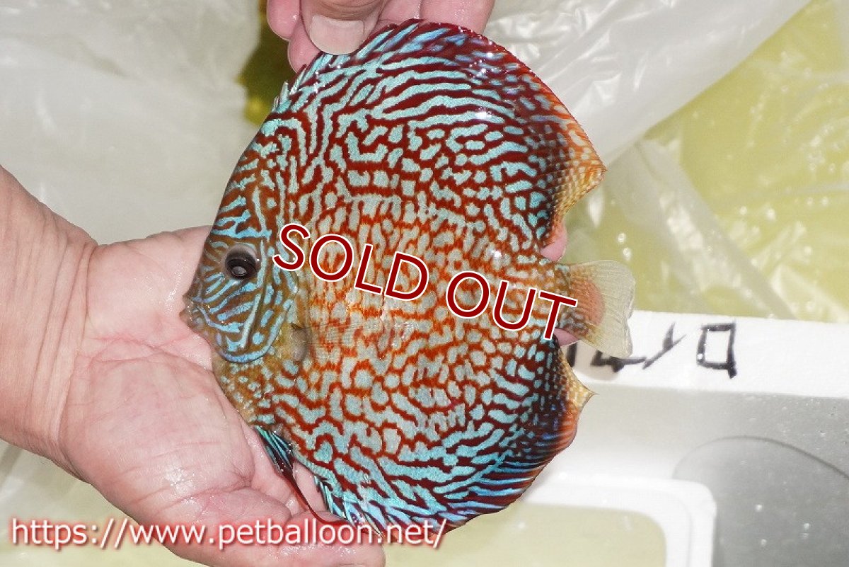 画像3: 【ディスカス】【通販】クリムゾンレッドギャラクシー スーパーハイフォーム（Show grade）【個体販売】16-17cm（生体）マレーシア　NAディスカスファーム (3)