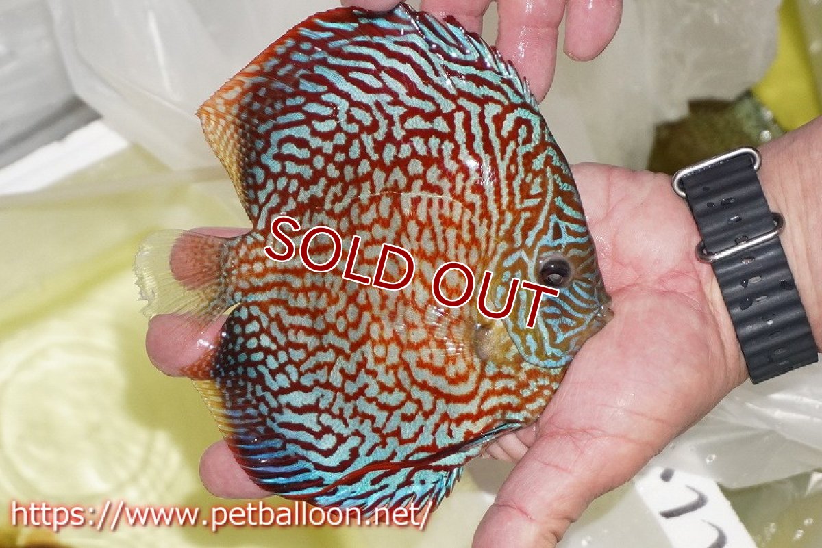 画像4: 【ディスカス】【通販】クリムゾンレッドギャラクシー スーパーハイフォーム（Show grade）【個体販売】16-17cm（生体）マレーシア　NAディスカスファーム (4)