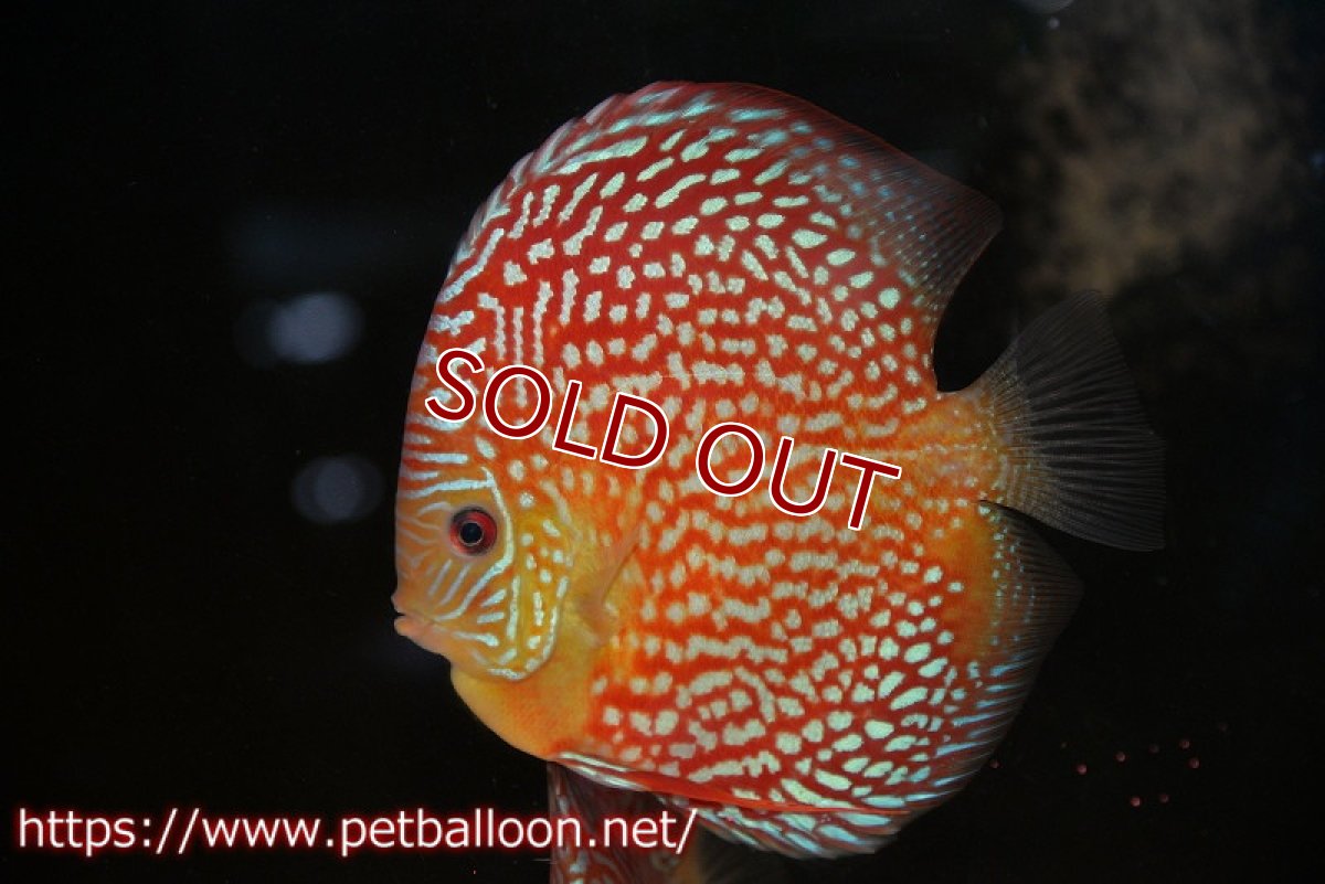 画像2: 【ディスカス】【通販】クリムゾンレッドギャラクシー スーパーハイフォーム（Show grade）【個体販売】16-17cm（生体）マレーシア　NAディスカスファーム (2)