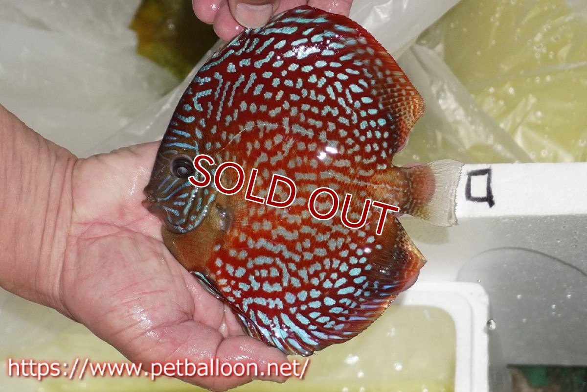 画像3: 【ディスカス】【通販】クリムゾンレッドギャラクシー スーパーハイフォーム（Show grade）【個体販売】16-17cm（生体）マレーシア　NAディスカスファーム (3)