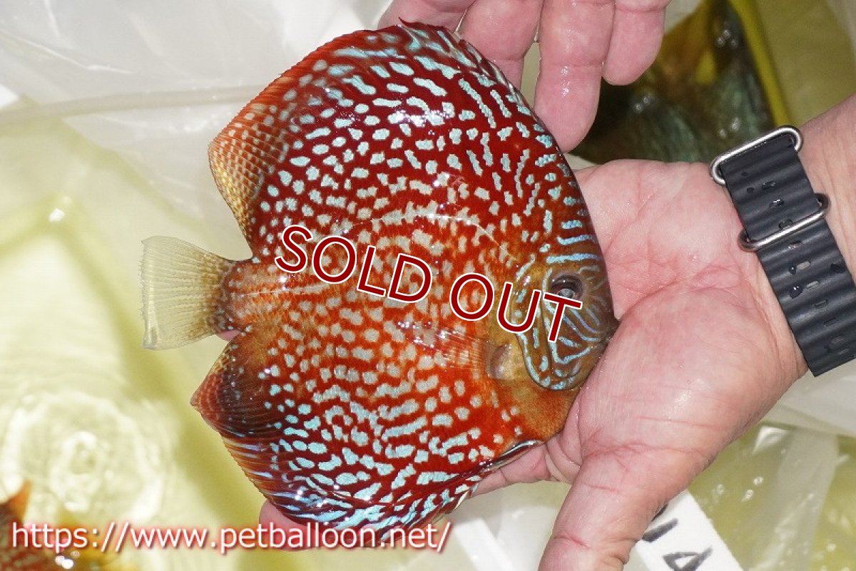 画像4: 【ディスカス】【通販】クリムゾンレッドギャラクシー スーパーハイフォーム（Show grade）【個体販売】16-17cm（生体）マレーシア　NAディスカスファーム (4)