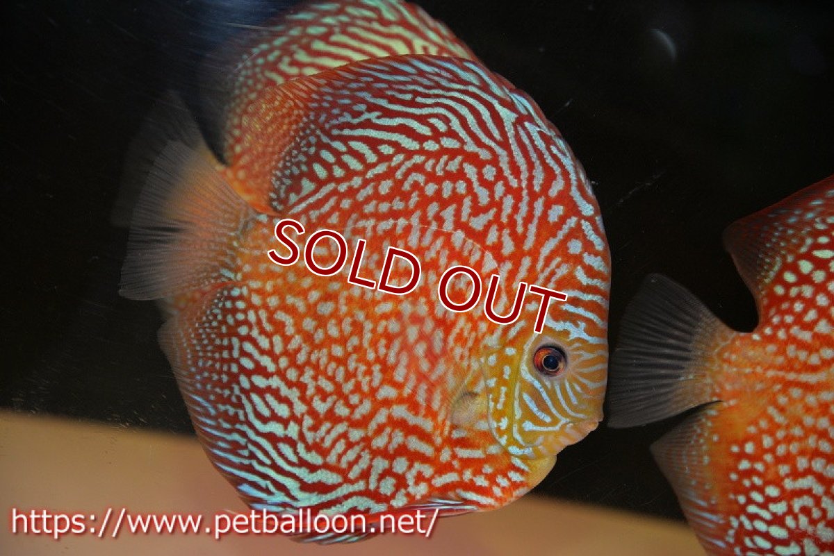 画像2: 【ディスカス】【通販】クリムゾンレッドギャラクシー スーパーハイフォーム（Show grade）【個体販売】16-17cm（生体）マレーシア　NAディスカスファーム (2)