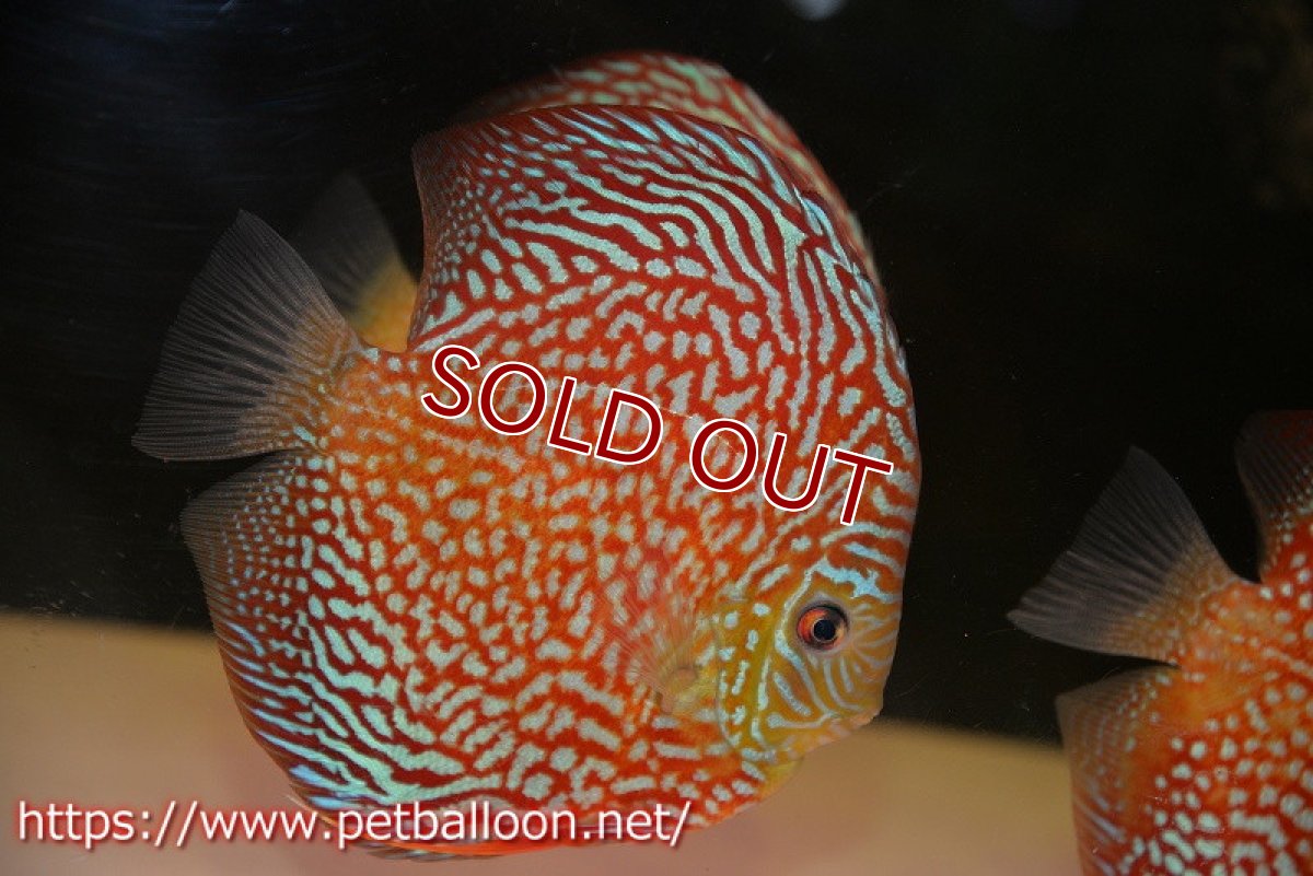 画像3: 【ディスカス】【通販】クリムゾンレッドギャラクシー スーパーハイフォーム（Show grade）【個体販売】16-17cm（生体）マレーシア　NAディスカスファーム (3)