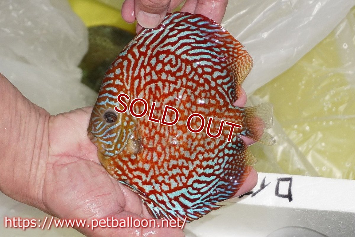 画像4: 【ディスカス】【通販】クリムゾンレッドギャラクシー スーパーハイフォーム（Show grade）【個体販売】16-17cm（生体）マレーシア　NAディスカスファーム (4)